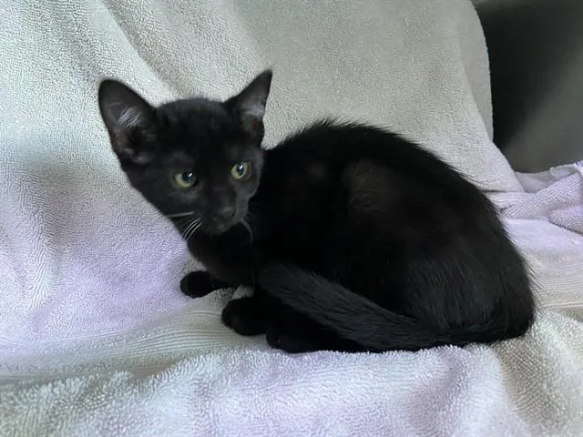 Licorice