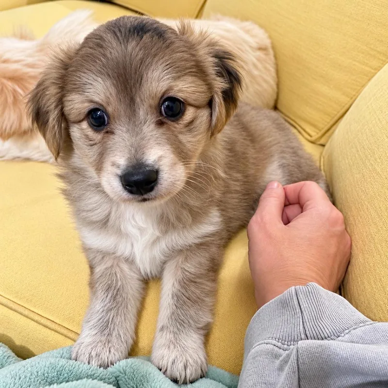 Tater Tot thumbnail 3