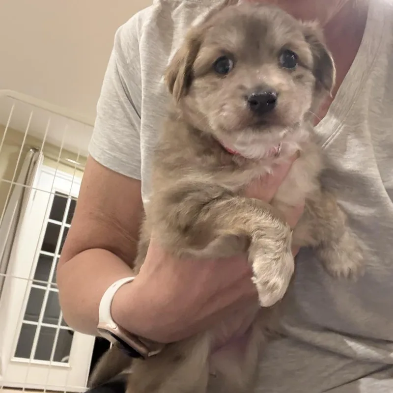 Tater Tot thumbnail 5