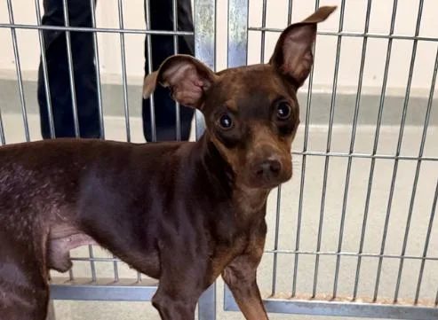An adult small-sized male Brown / Chocolate Miniature Pinscher dog named Dobbie for adoption in San Clemente, CA