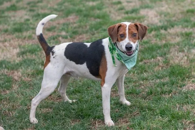 An adult medium-sized male Beagle dog named Raider for adoption in York, SC