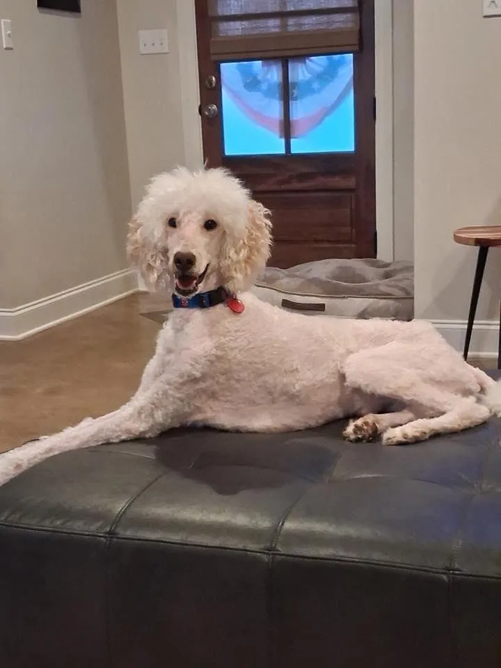 An adult medium-sized male White / Cream Poodle dog named Bow Diddley for adoption in Gonzales, LA