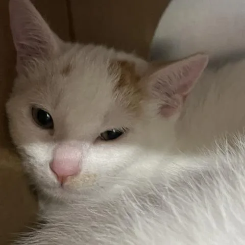 A baby small-sized male White Domestic Short Hair cat named Polymath for adoption in Baltimore, MD