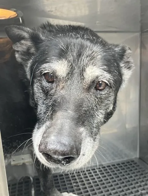 An adult large-sized female Mixed Breed dog named Coco for adoption in Dallas, TX