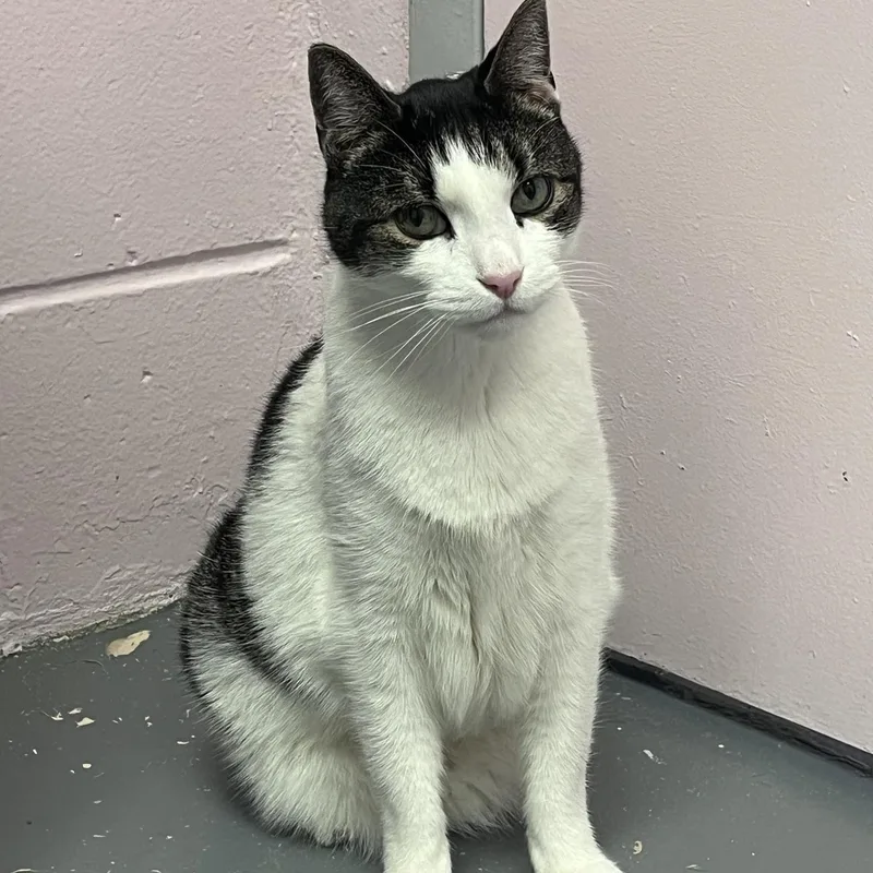 An adult large-sized male Tabby (Gray / Blue / Silver) Domestic Short Hair cat named Seahorse for adoption in East Northport, NY