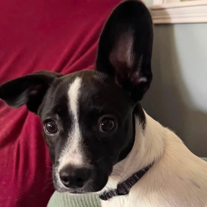 A baby small-sized male Black Mixed Breed dog named Houston for adoption in Farmersville, OH