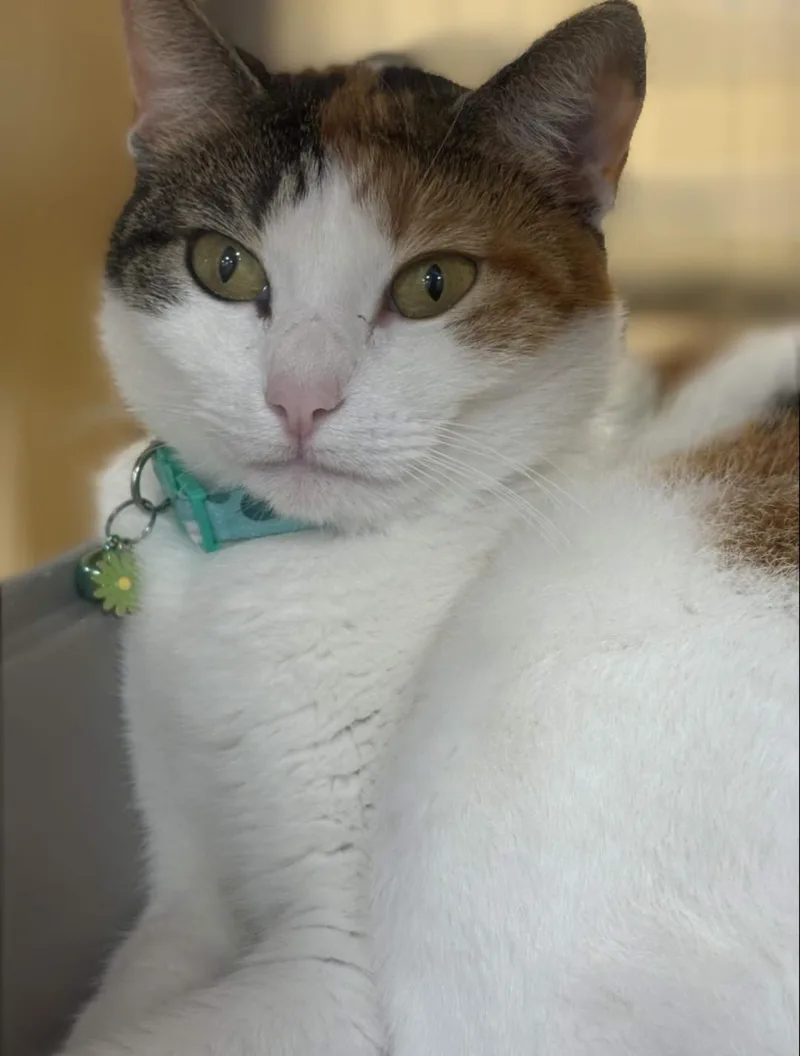 An adult medium-sized female Calico Domestic Short Hair cat named Pebbles for adoption in Pearland, TX