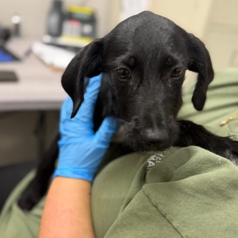 A baby medium-sized female Black Mixed Breed dog named Jolene for adoption in Columbiana, AL