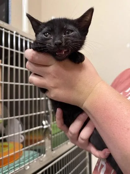 A baby small-sized male Domestic Short Hair cat named Scarab for adoption in Missoula, MT