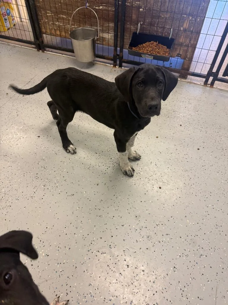 A baby medium-sized male Great Dane dog named Boone for adoption in Heber City, UT
