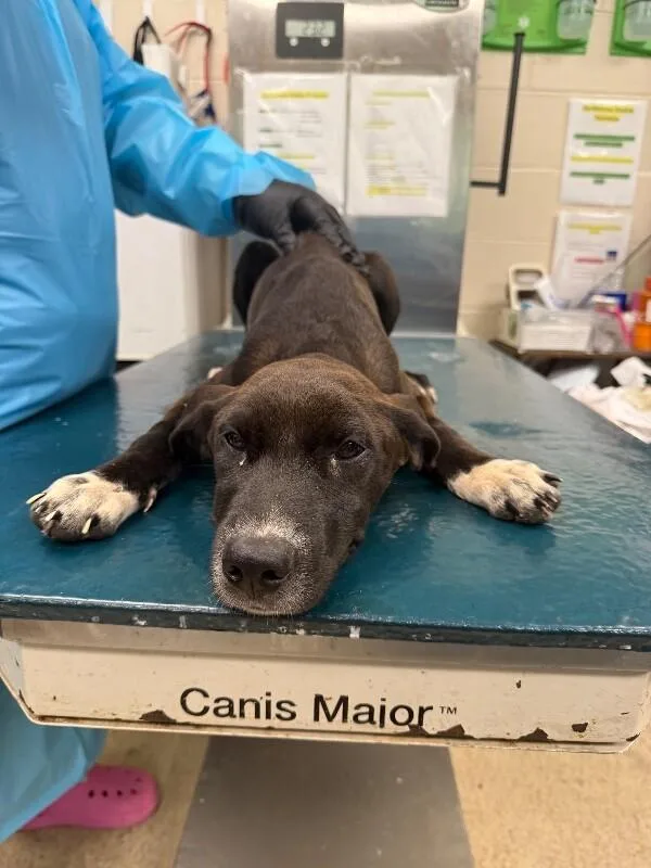 A young medium-sized female Black Mixed Breed dog named Emily for adoption in Mobile, AL