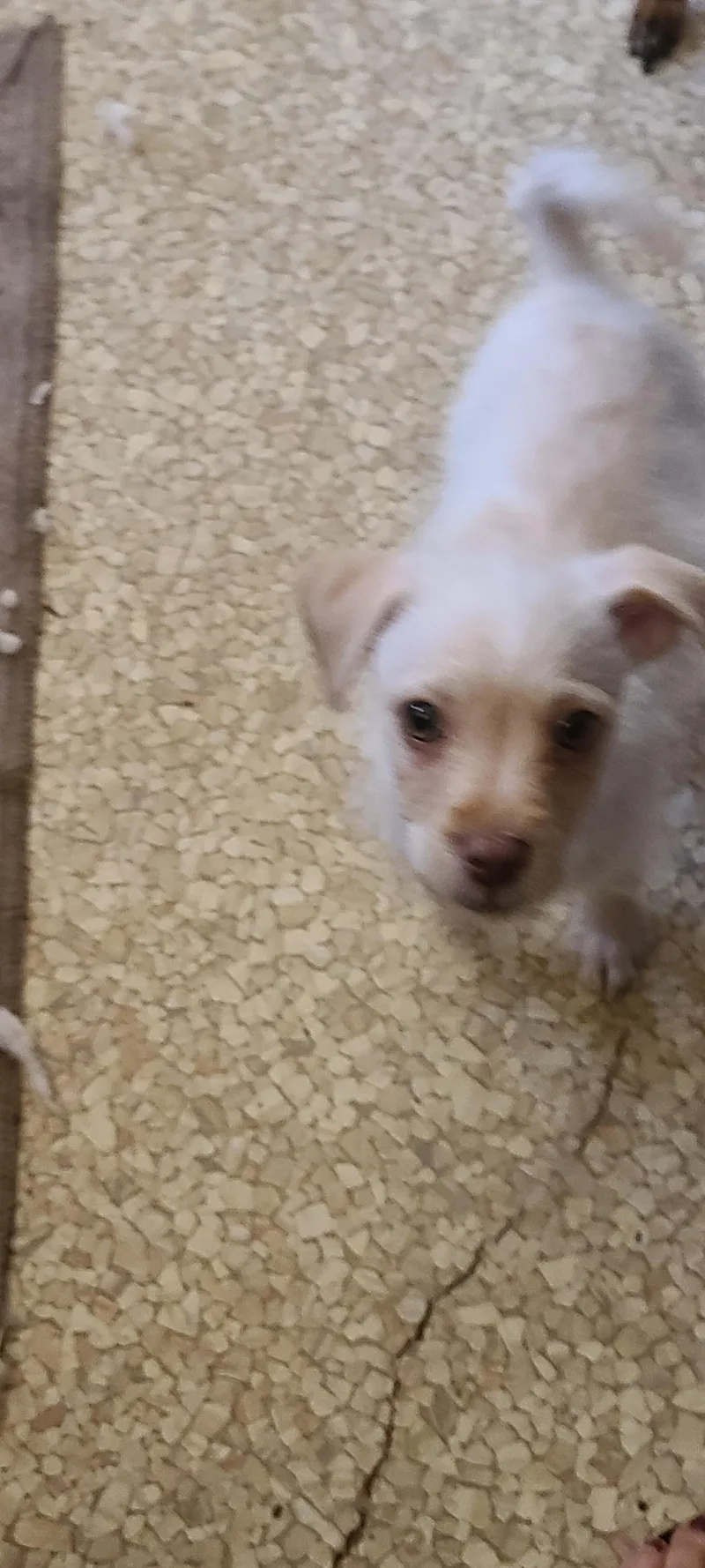 Benny thumbnail 3