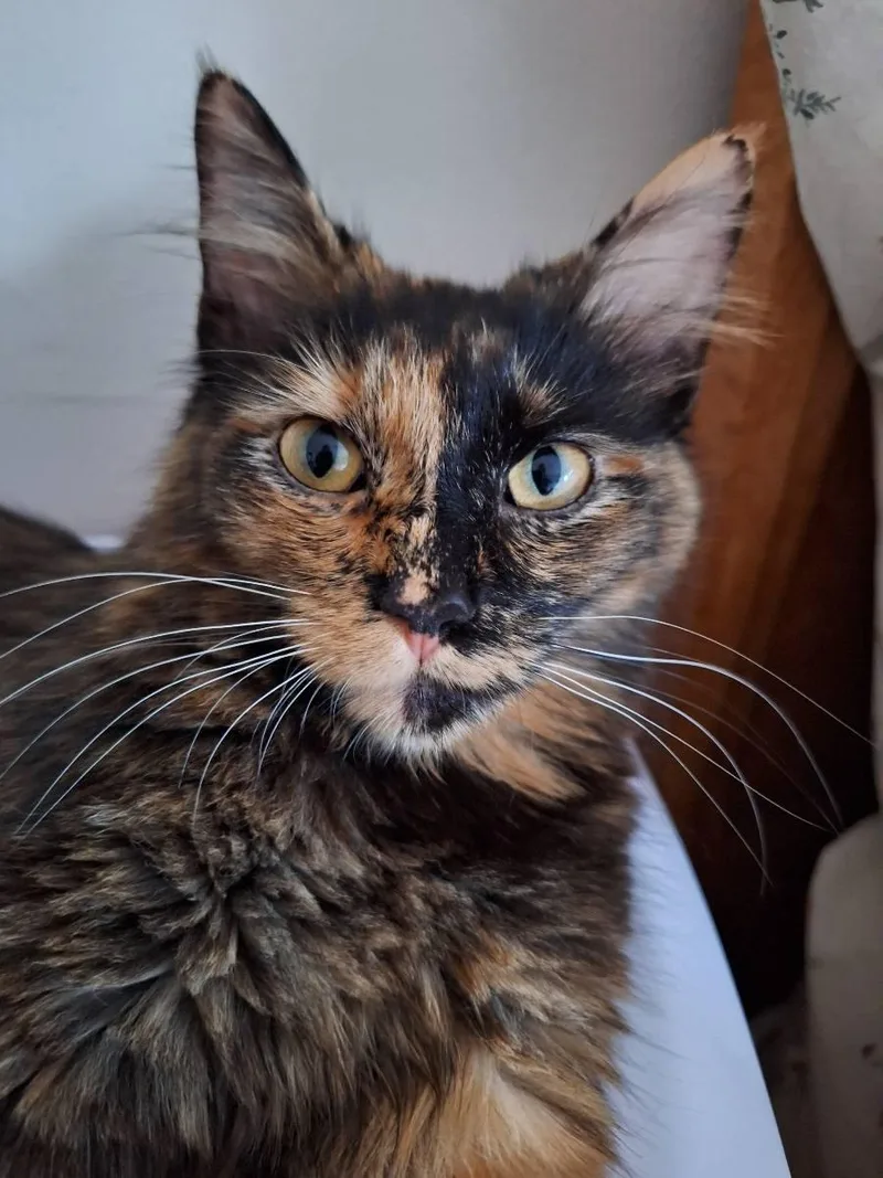 Charlotte & Chantel  thumbnail 3