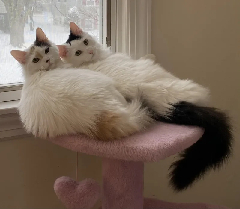 Chocolate Chip And Vanilla