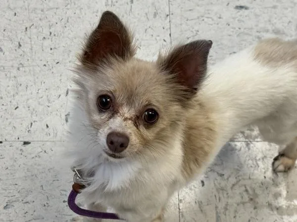 A senior small-sized male Chihuahua dog named Mighty Mouse for adoption in Salt Lake City, UT