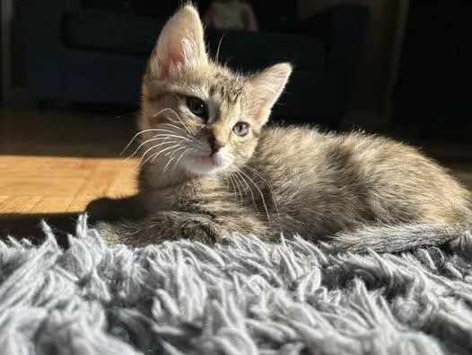 Elsie