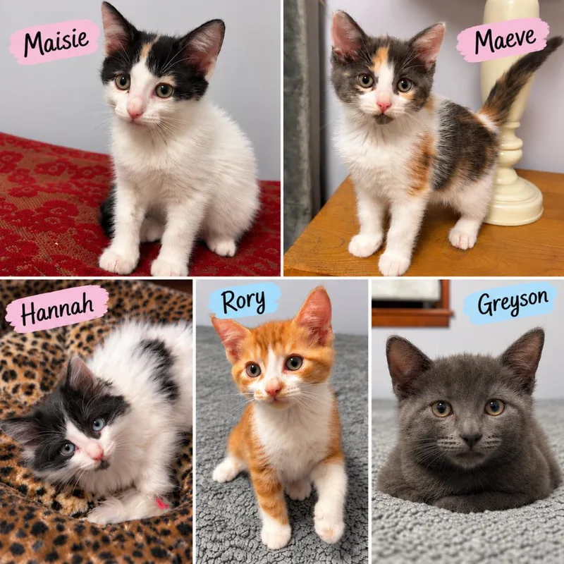 A baby small-sized female Domestic Short Hair cat named Maisie Maeve for adoption in Westwood, NJ