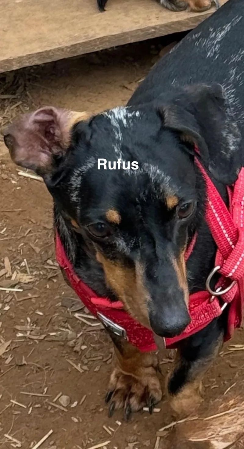 Rufus And Hoss thumbnail 2