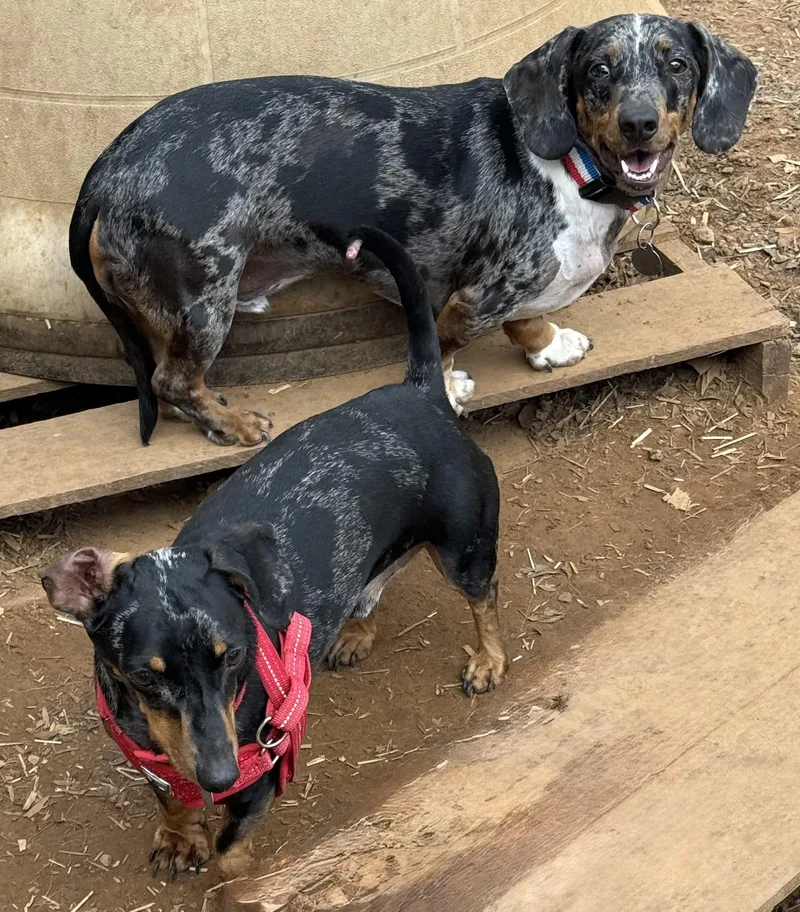 An adult small-sized male Dachshund dog named Rufus And Hoss for adoption in Paris, TX