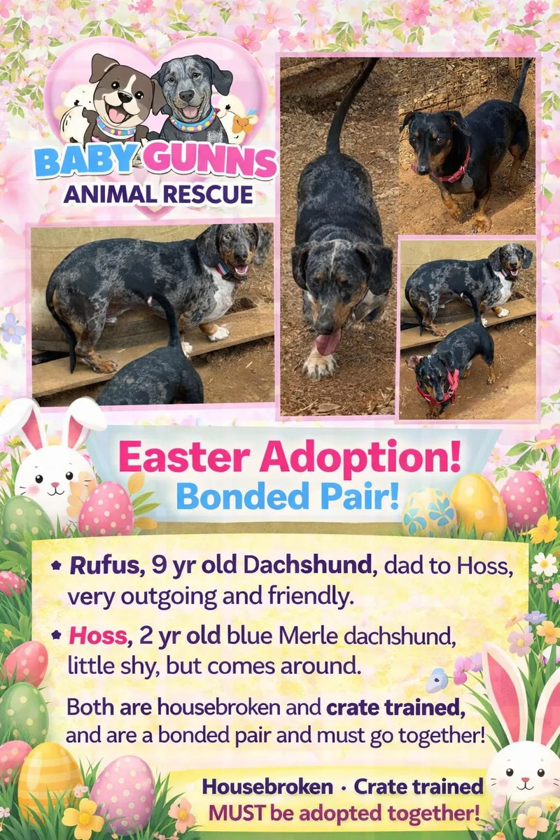 Rufus And Hoss thumbnail 3