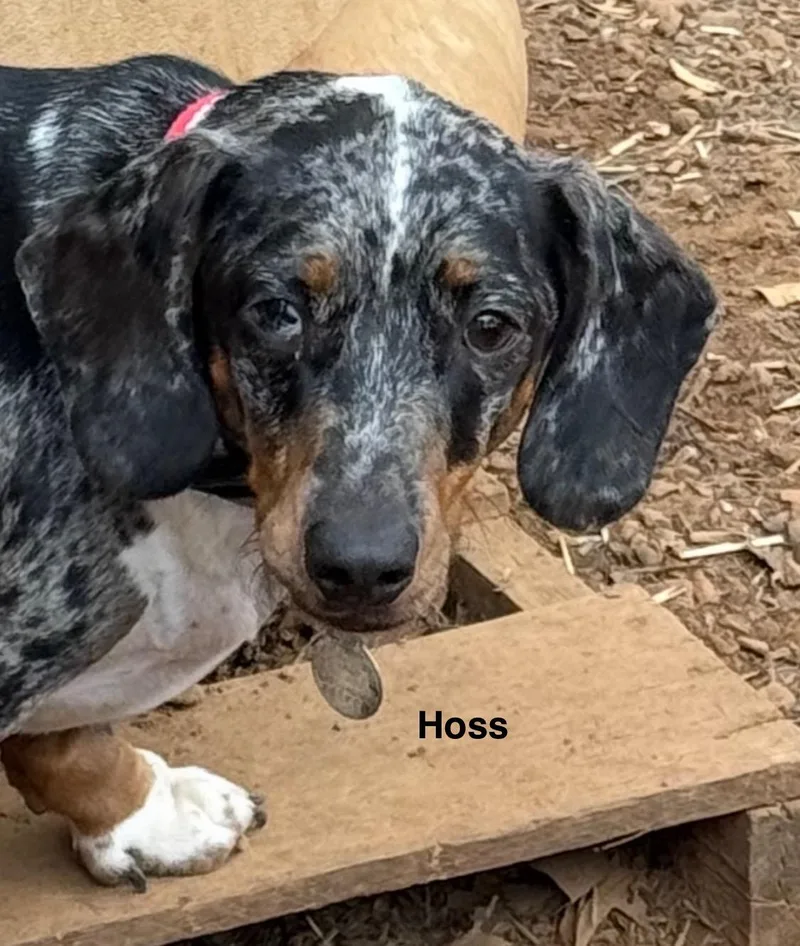 Rufus And Hoss thumbnail 4