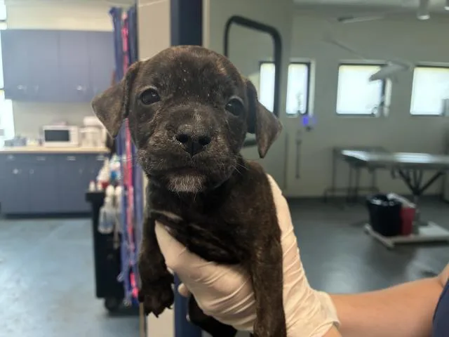 A baby small-sized male Mixed Breed dog named Tito Makani for adoption in Pensacola, FL