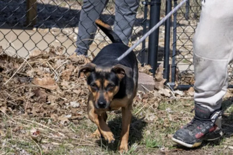 An adult small-sized male Black Miniature Pinscher dog named Snoop for adoption in Terre Haute, IN