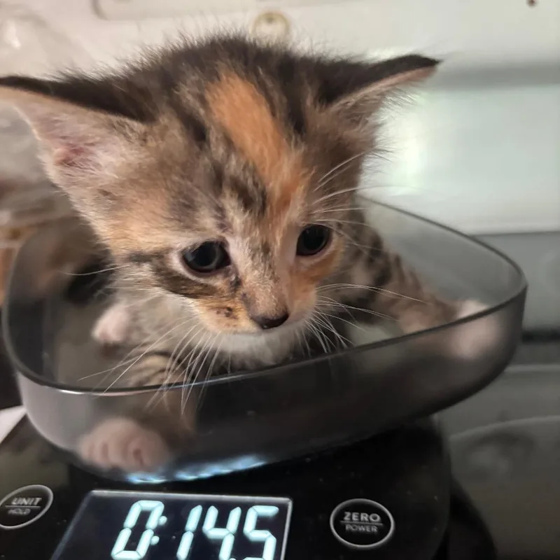 A baby small-sized female Torbie Domestic Short Hair cat named Chameral Bacardi GHA_ for adoption in Columbia, MO