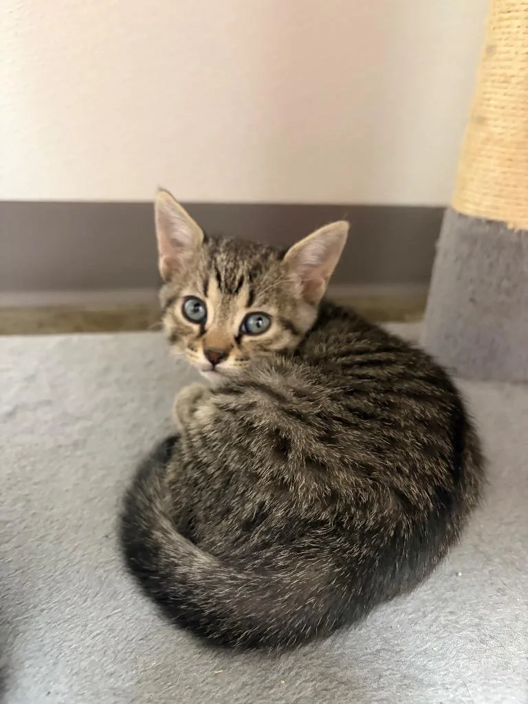 A baby small-sized female Domestic Short Hair cat named Athena for adoption in Clinton, SC