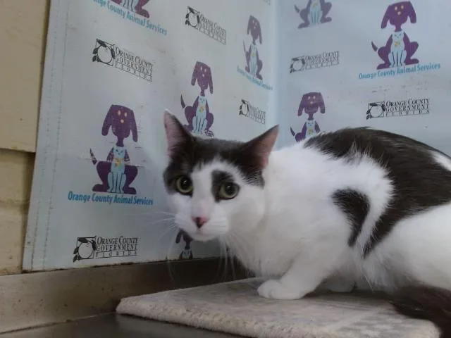 An adult small-sized male Domestic Short Hair cat named Valentine for adoption in Orlando, FL