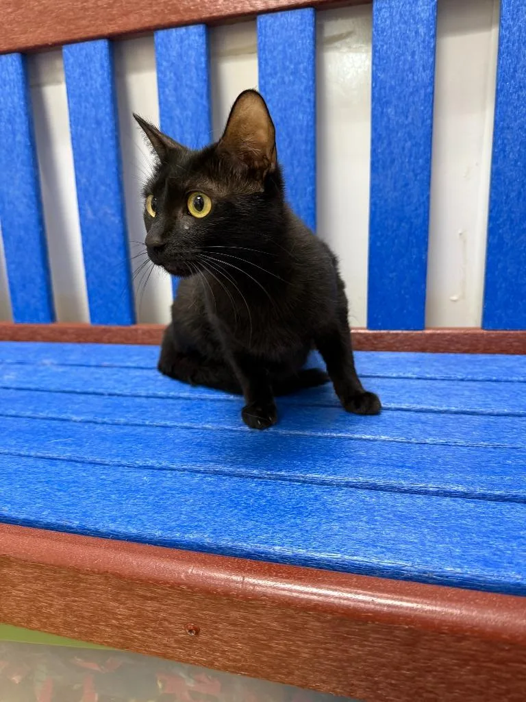 A young small-sized female Domestic Short Hair cat named Casey for adoption in Little Elm, TX