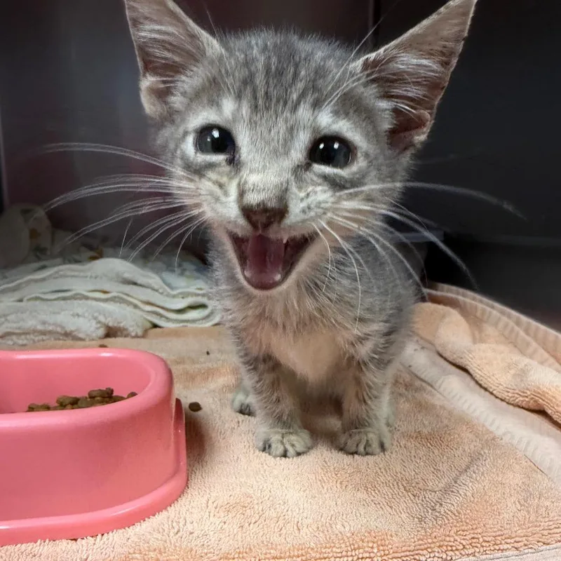 A baby small-sized female Domestic Short Hair cat named Little Ms. Thing for adoption in East Hanover, NJ