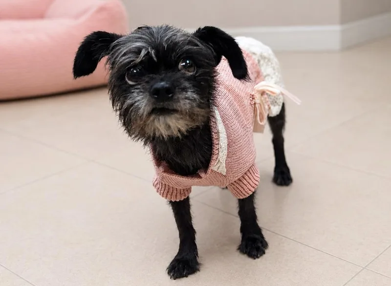 Lola thumbnail 3