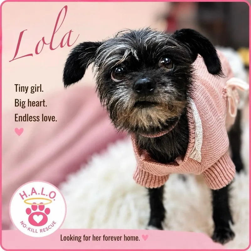 Lola thumbnail 6