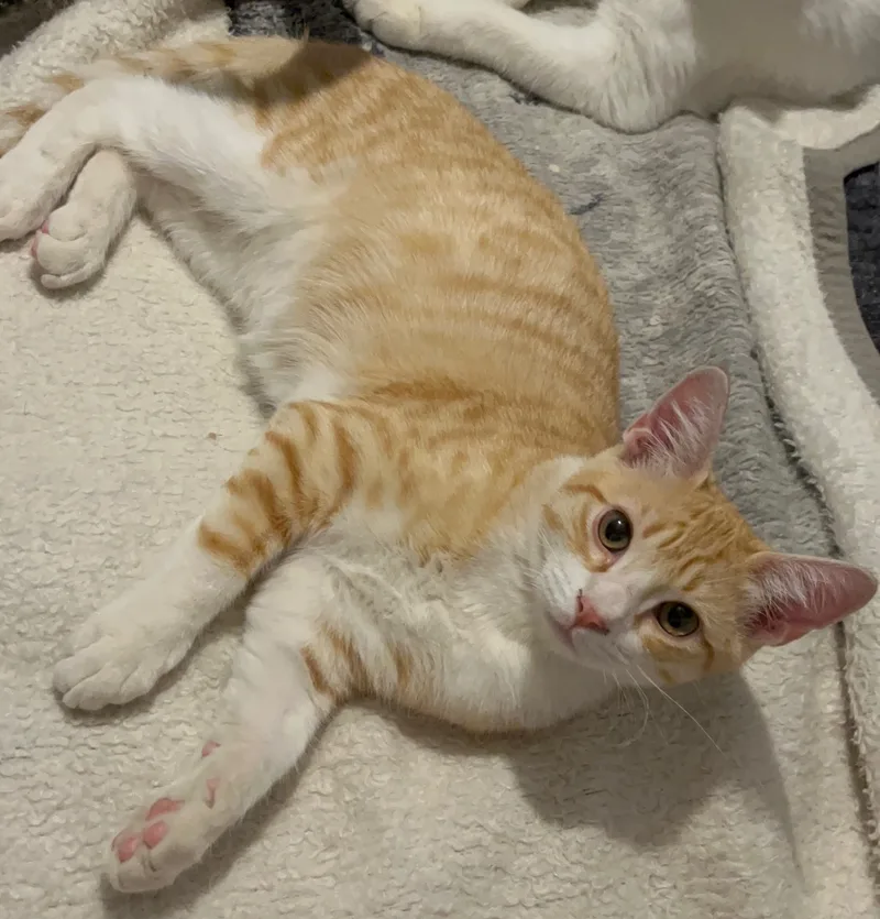 An adult medium-sized male Domestic Short Hair cat named Colin for adoption in Moreno Valley, CA