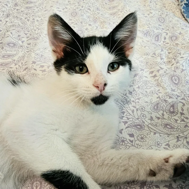 A baby medium-sized male Black & White / Tuxedo Tuxedo cat named Dandy  Fun Little for adoption in Hoquiam, WA