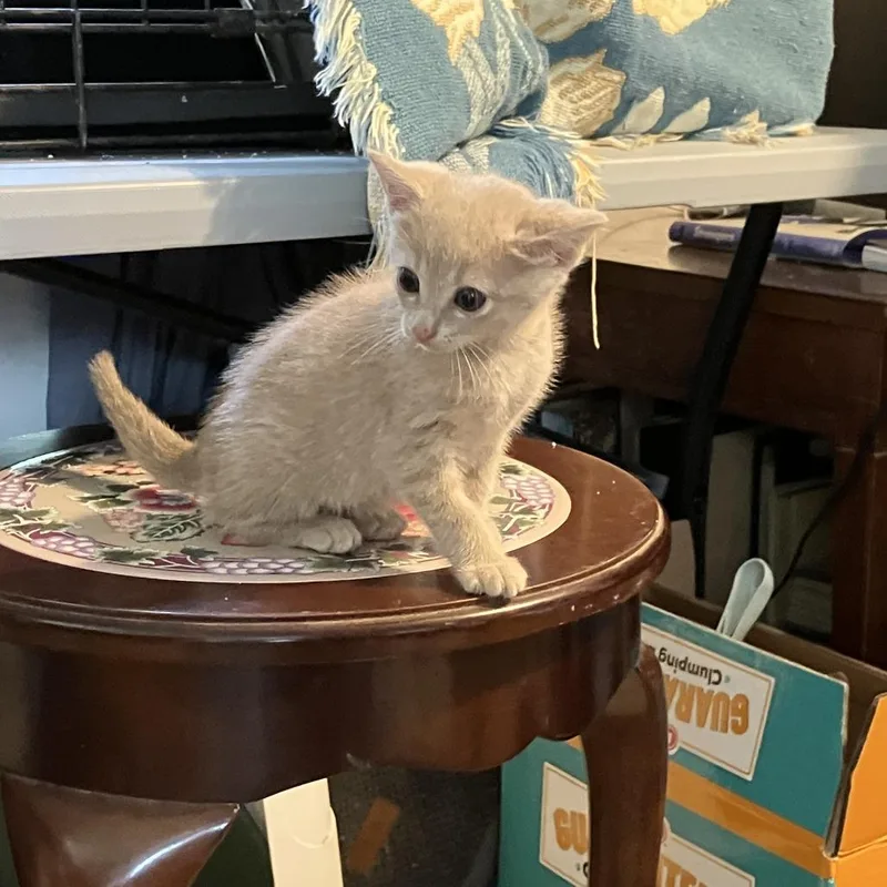 A baby small-sized female Buff / Tan / Fawn Domestic Short Hair cat named French Fry for adoption in Bastrop, TX