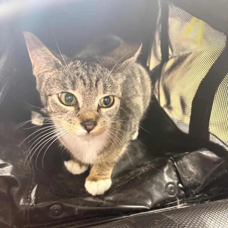 A baby small-sized female Gray / Blue / Silver Domestic Short Hair cat named Tweed for adoption in Newark, NJ
