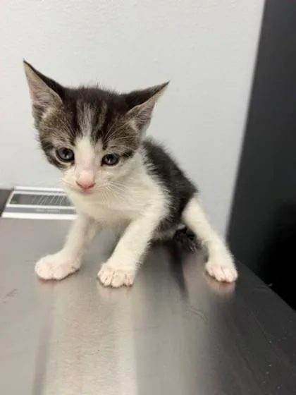 An adult small-sized male Domestic Short Hair cat named Sneezy for adoption in Port Allen, LA