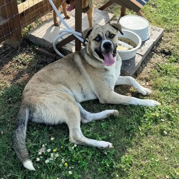 An adult medium-sized male Apricot / Beige Shepherd dog named Kermit for adoption in CORPUS CHRISTI, TX