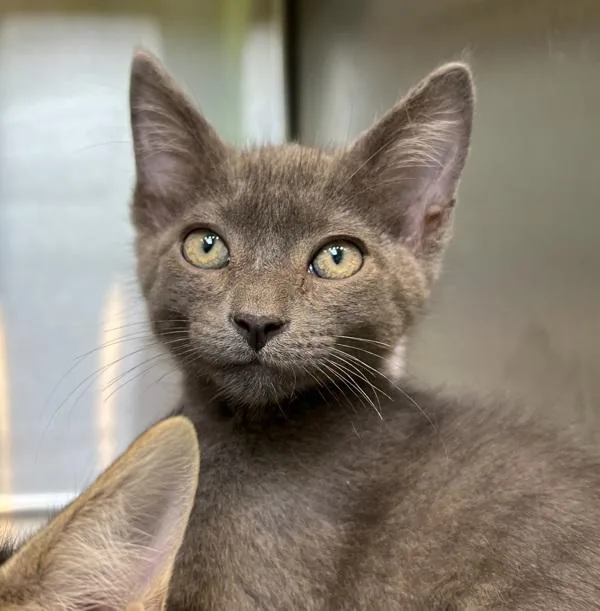 A baby small-sized male Domestic Short Hair cat named Catpuccino for adoption in Sioux City, IA
