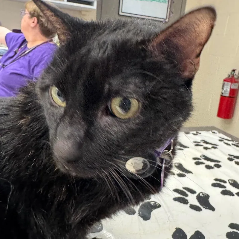 A senior large-sized female Tortoiseshell Domestic Medium Hair cat named Willow for adoption in Peoria, IL