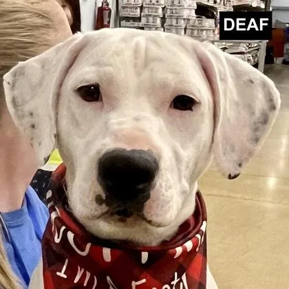 A baby small-sized female Mixed Breed dog named Kathleen for adoption in Elk Grove Village, IL