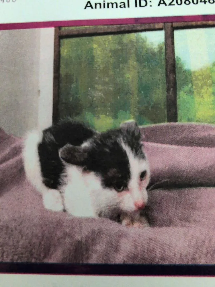 A baby small-sized male Black & White / Tuxedo Domestic Short Hair cat named Baron Saturday for adoption in Parker, CO