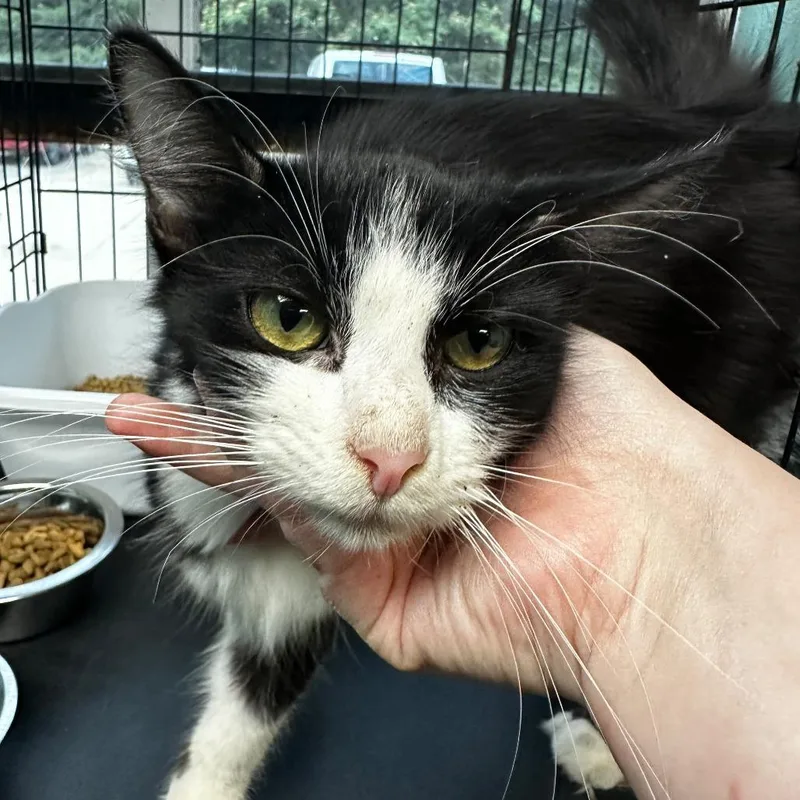 An adult medium-sized male Black Domestic Short Hair cat named Rocket Raccoon for adoption in Gadsden, AL