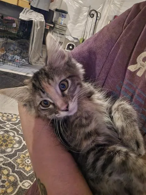 Hermoine