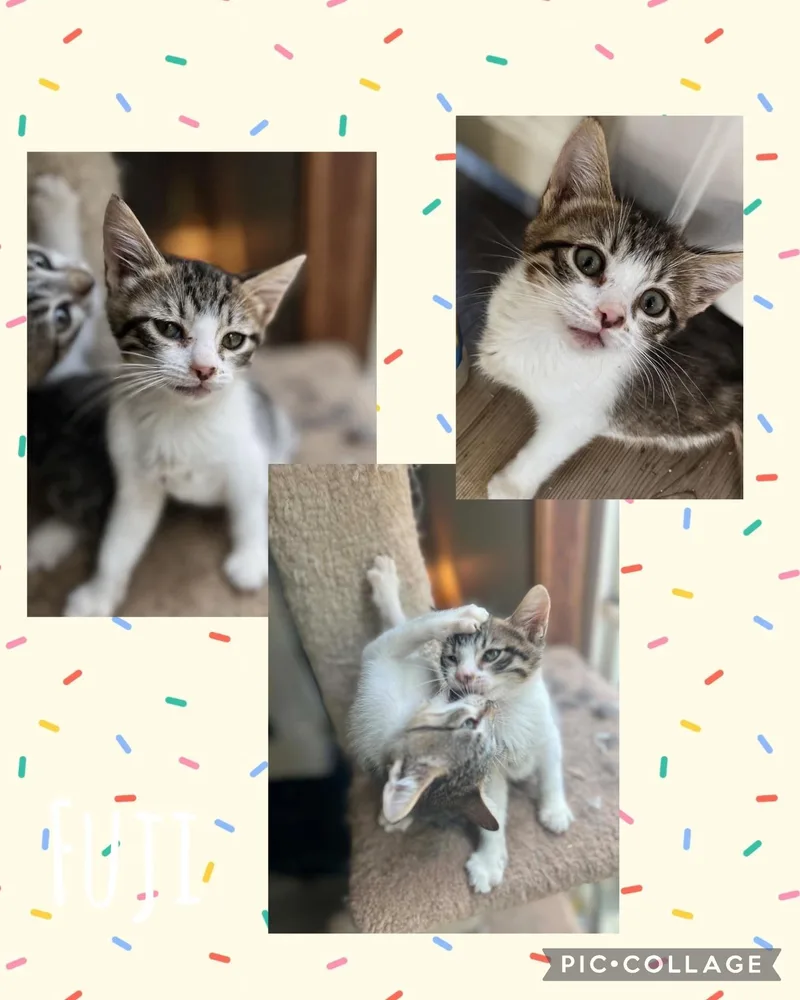 A baby small-sized female Tabby (Buff / Tan / Fawn) Domestic Short Hair cat named Fuji for adoption in Newberg, OR