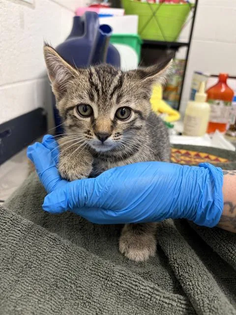A baby small-sized male Domestic Short Hair cat named Louie for adoption in Chula Vista, CA