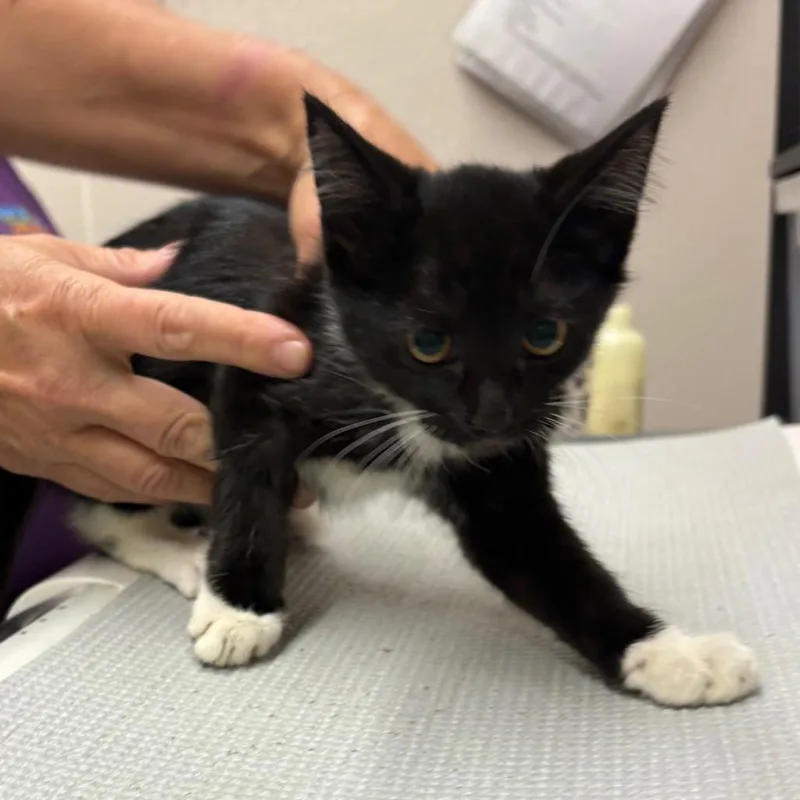 A baby small-sized female Black Domestic Short Hair cat named Grumpy for adoption in Morganton, NC