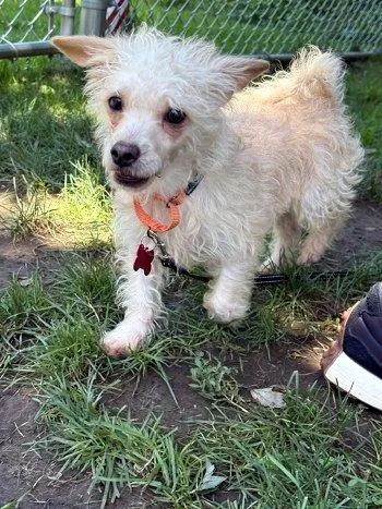 A baby small-sized male Yellow / Tan / Blond / Fawn Chihuahua dog named Lucus for adoption in Bedford Hills, NY